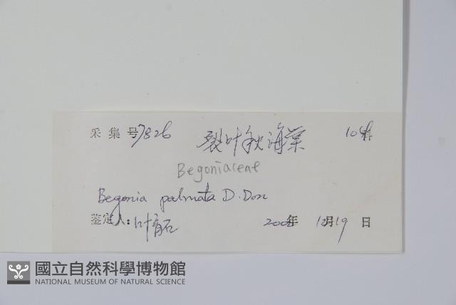 裂葉秋海棠藏品圖，第2張