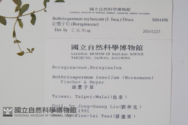 細纍子草藏品圖，第2張