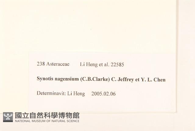 鉅葉尾藥菊藏品圖，第3張