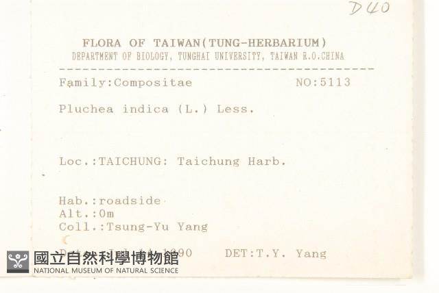 鯽魚膽、闊苞菊藏品圖，第2張