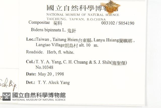 大花咸豐草藏品圖，第2張