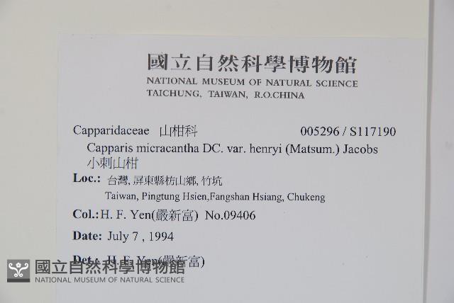 小刺山柑藏品圖，第2張