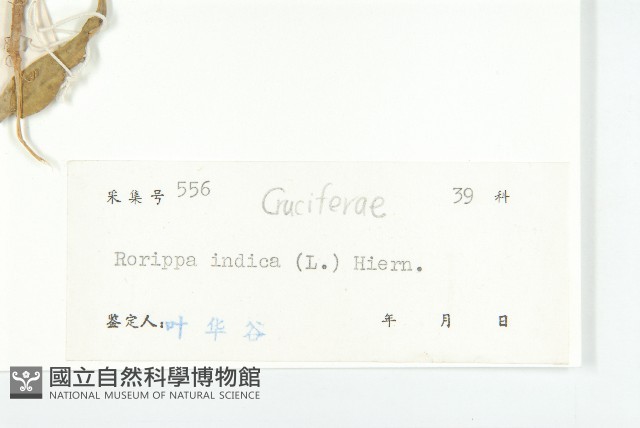 葶藶藏品圖，第3張