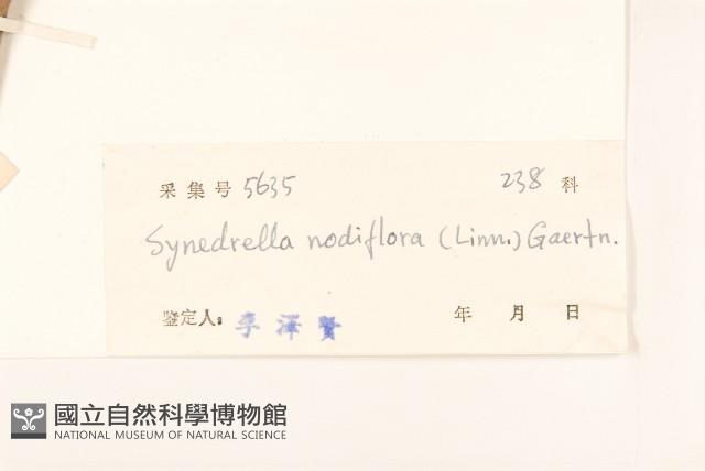 金腰箭藏品圖，第3張