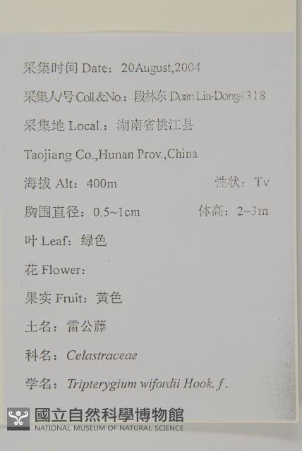 雷公藤藏品圖，第2張