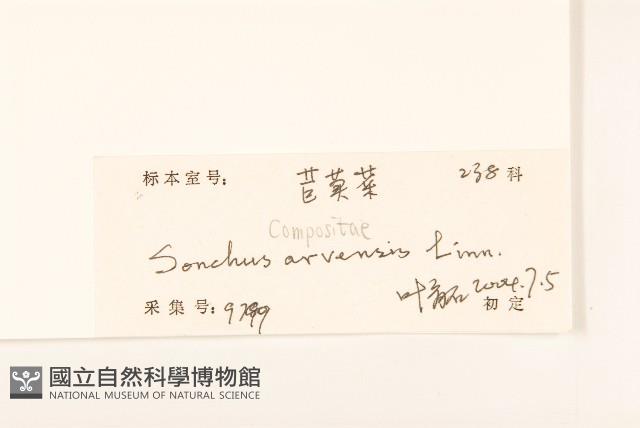 苦苣菜藏品圖，第3張