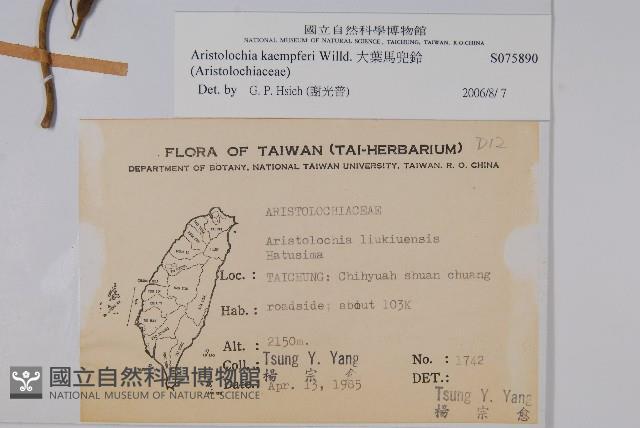 大葉馬兜鈴藏品圖，第2張