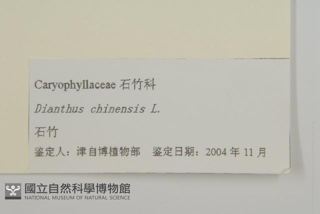 石竹、洛陽花、剪絨花藏品圖，第3張