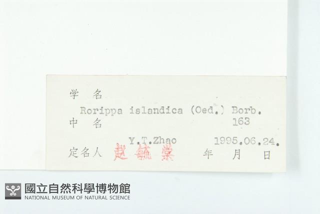 鳳花菜藏品圖，第3張