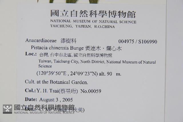 黃連木、爛心木藏品圖，第2張