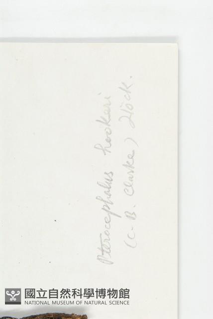 匙葉翼首花藏品圖，第3張