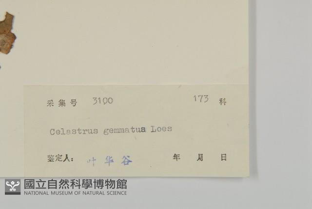 哥蘭葉藏品圖，第3張