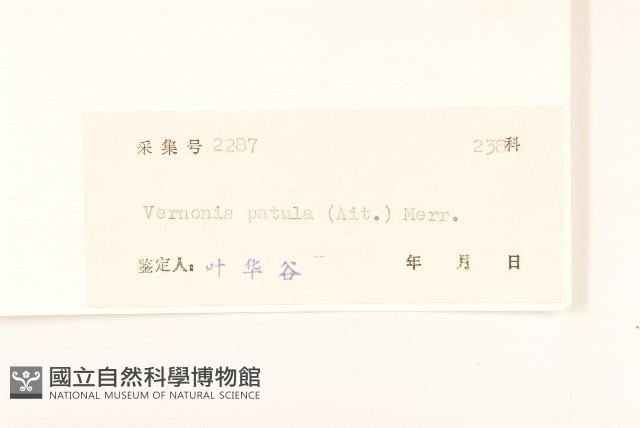 嶺南野菊藏品圖，第3張