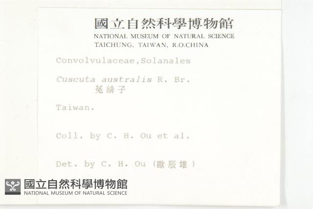 菟絲子藏品圖，第2張