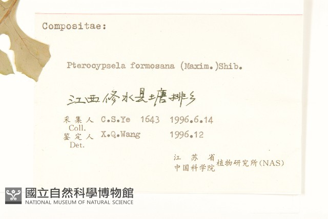 臺灣山苦藚藏品圖，第3張