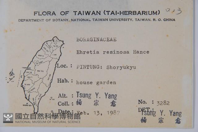 恆春厚殼樹藏品圖，第2張