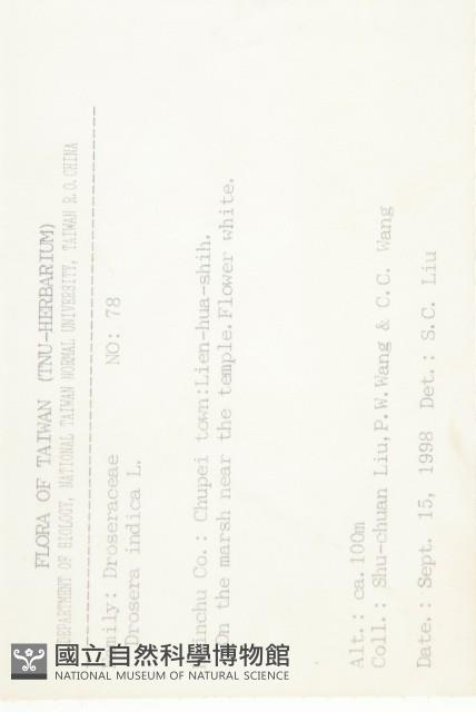 長葉茅膏菜藏品圖，第2張