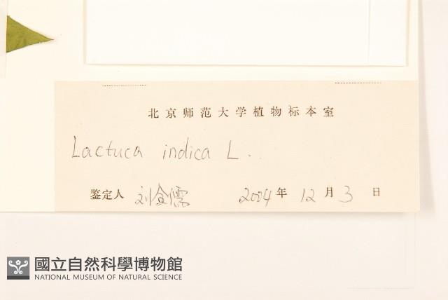 鵝仔草藏品圖，第3張