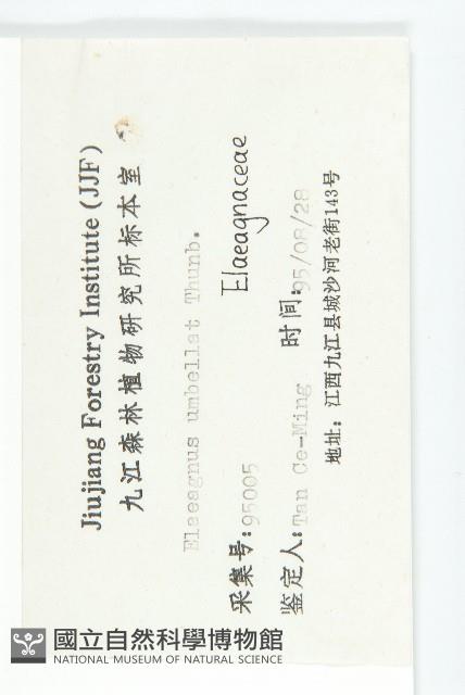 小葉胡頹子藏品圖，第3張