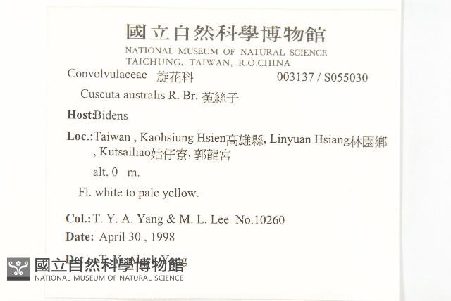 菟絲子藏品圖，第2張