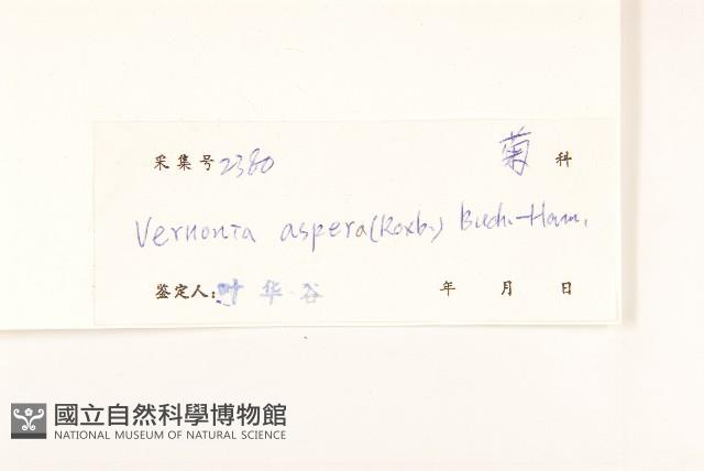 糙葉斑鳩菊藏品圖，第3張