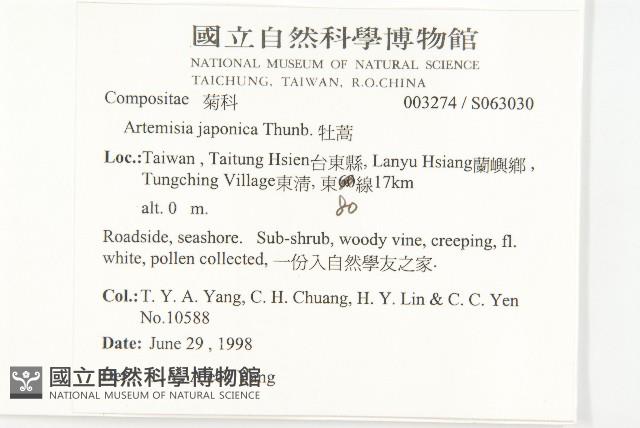 牡蒿藏品圖，第5張