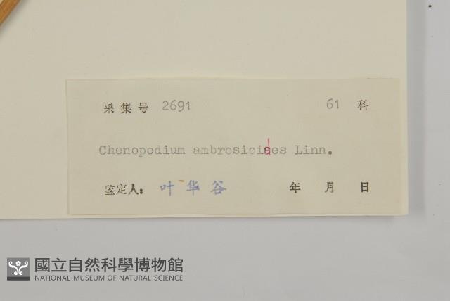 臭杏、土荊芥藏品圖，第3張