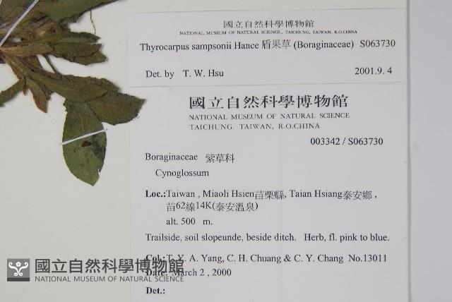 盾果草藏品圖，第2張