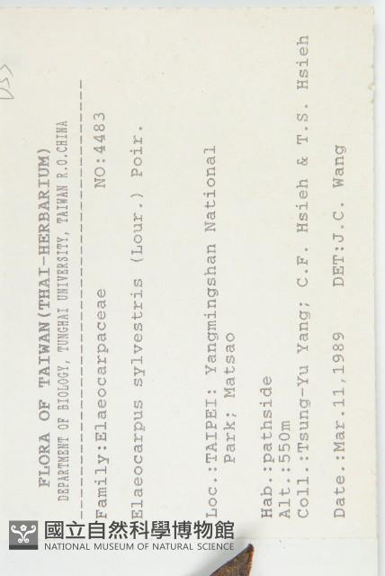 杜英、山杜英、蘭嶼杜英藏品圖，第2張