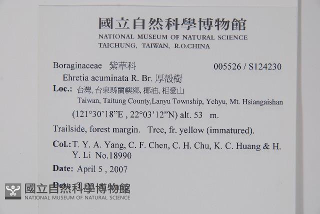 厚殼樹藏品圖，第2張