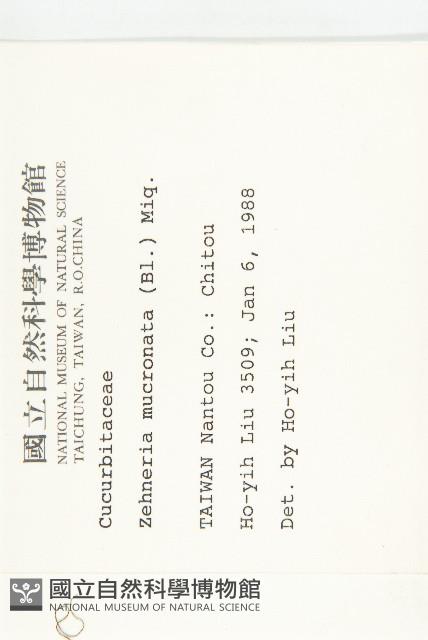 黑果馬交兒藏品圖，第2張