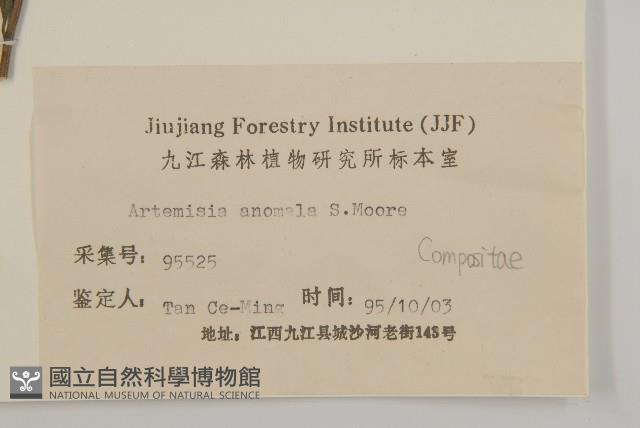 珍珠蒿、奇蒿藏品圖，第3張