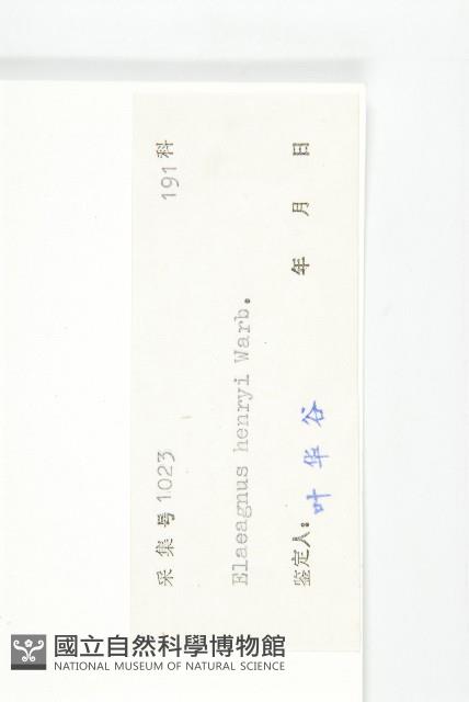 宜昌胡頹子藏品圖，第3張