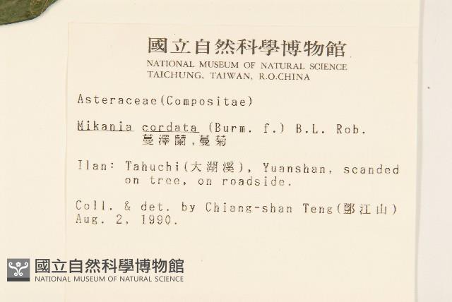 蔓澤蘭藏品圖，第2張