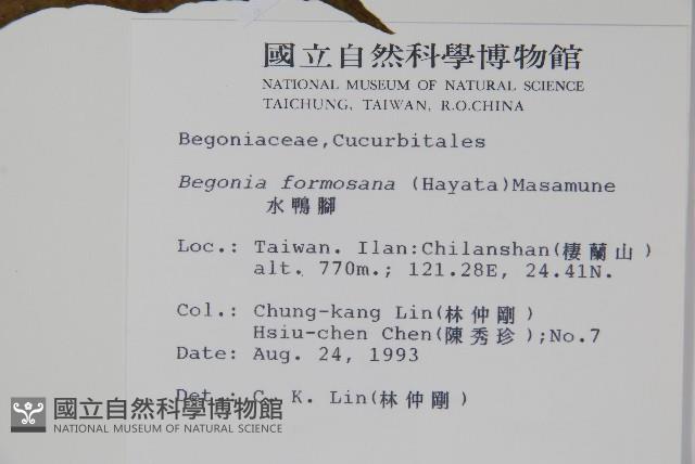 水鴨腳藏品圖，第2張