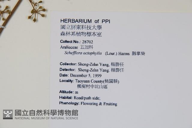 鵝掌柴、江某、鴨腳樹藏品圖，第2張