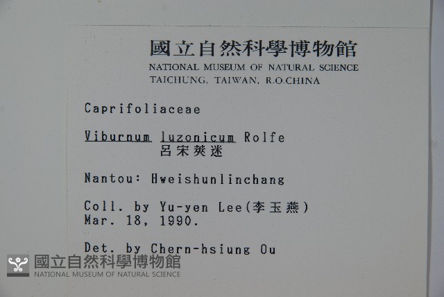 呂宋莢迷藏品圖，第2張