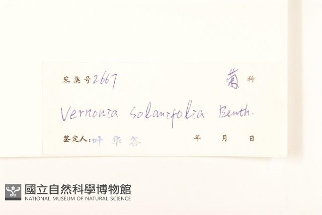 茄葉斑鳩菊藏品圖，第3張