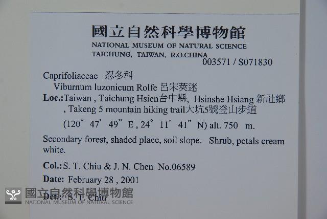 呂宋莢迷藏品圖，第2張