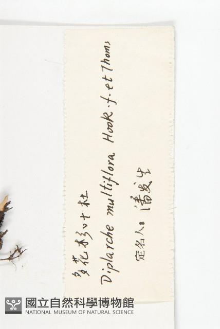 多花杉葉杜藏品圖，第3張