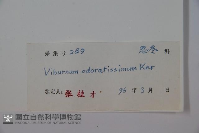 珊瑚樹藏品圖，第2張