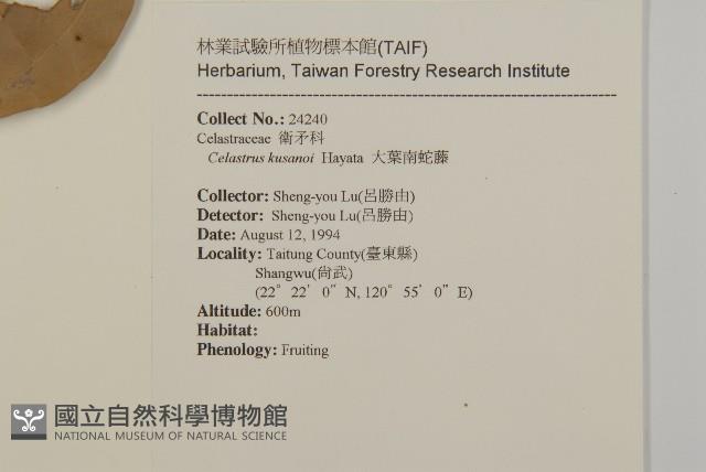 大葉南蛇藤藏品圖，第2張