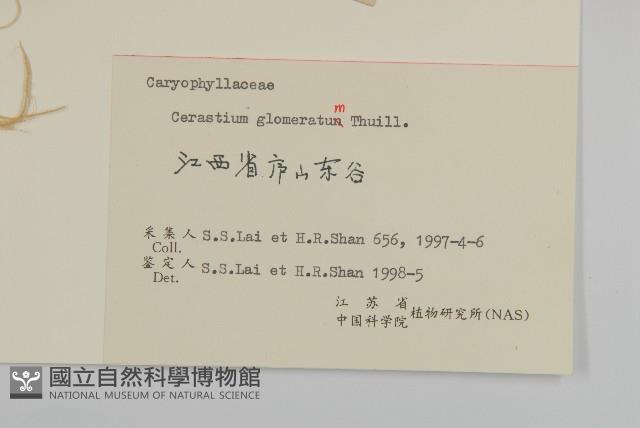 球序卷耳藏品圖，第3張