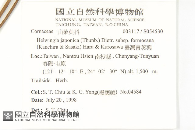 臺灣青莢葉藏品圖，第2張