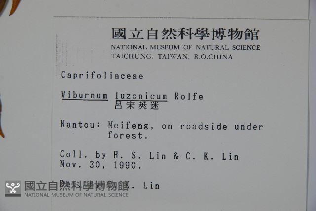呂宋莢迷藏品圖，第2張