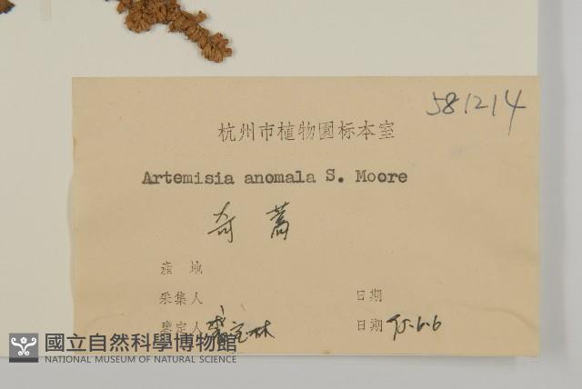 珍珠蒿、奇蒿藏品圖，第3張
