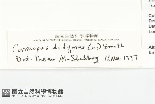 臭濱芥、臭薺藏品圖，第3張