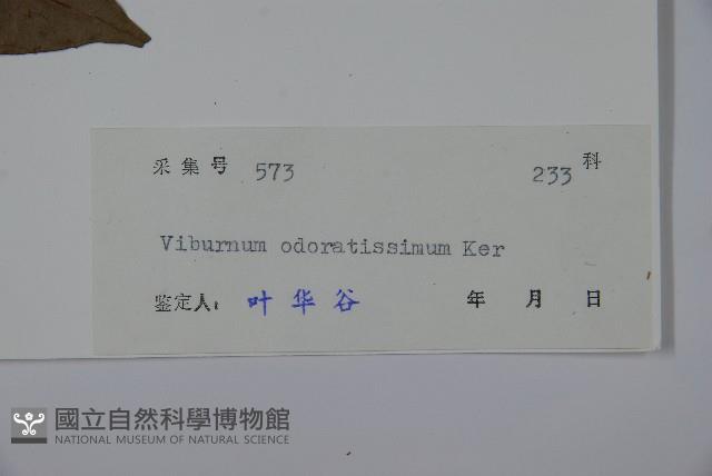 珊瑚樹藏品圖，第2張