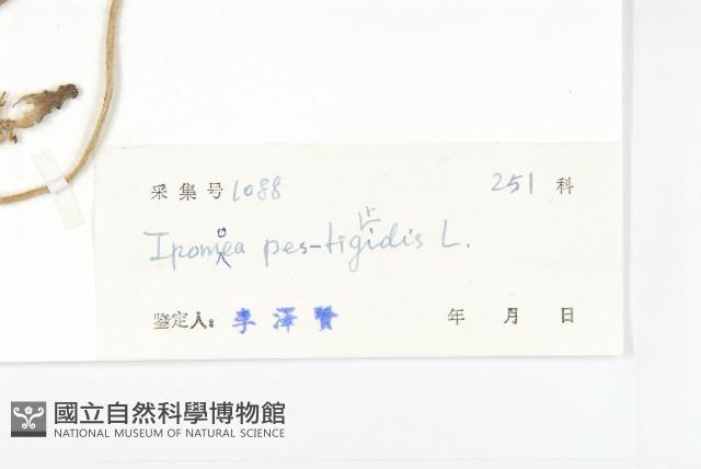 九爪藤藏品圖，第3張