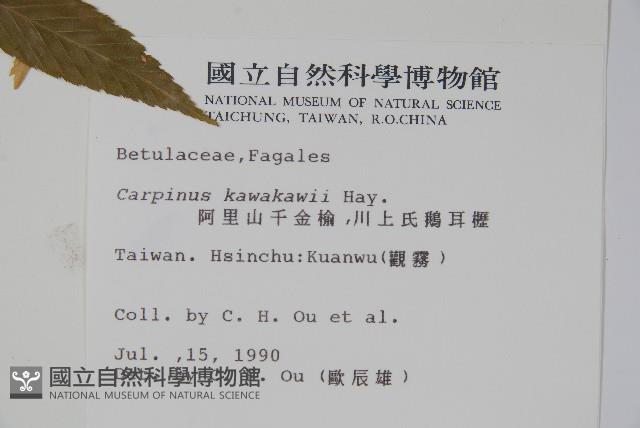 阿里山千金榆藏品圖，第2張